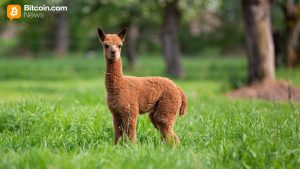 alpaca.jpg