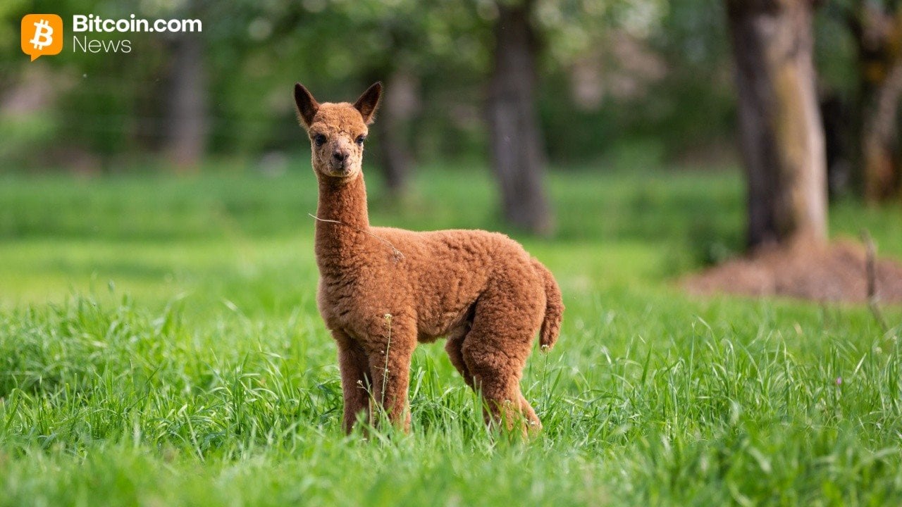 alpaca.jpg